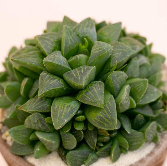 Haworthia Retusa