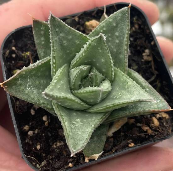 Haworthia Savanna