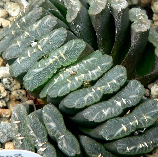 Haworthia Truncata