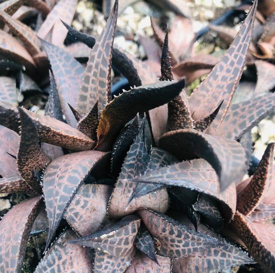 Haworthia Venosa Tessellata