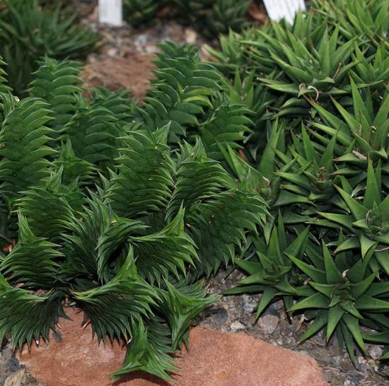Haworthia Viscosa