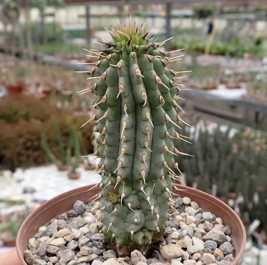 Hoodia Gordonii