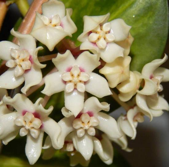 Hoya Australis Lisa