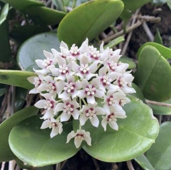Hoya Australis