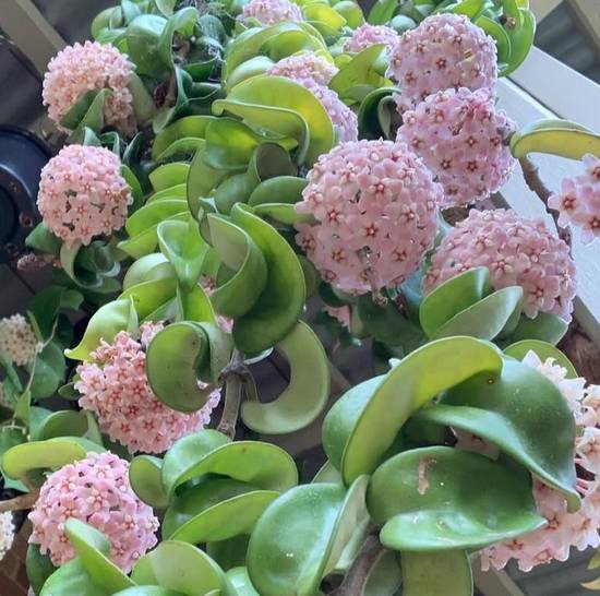 Hoya Carnosa
