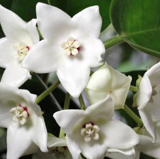 Hoya Imperialis Alba