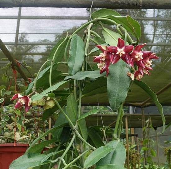 Hoya Imperialis
