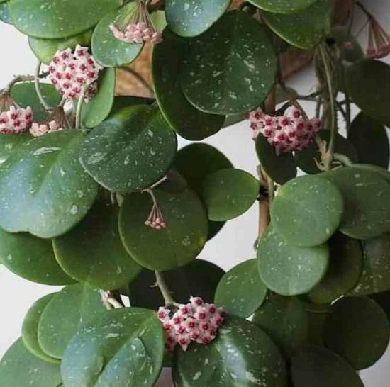Hoya Obovata