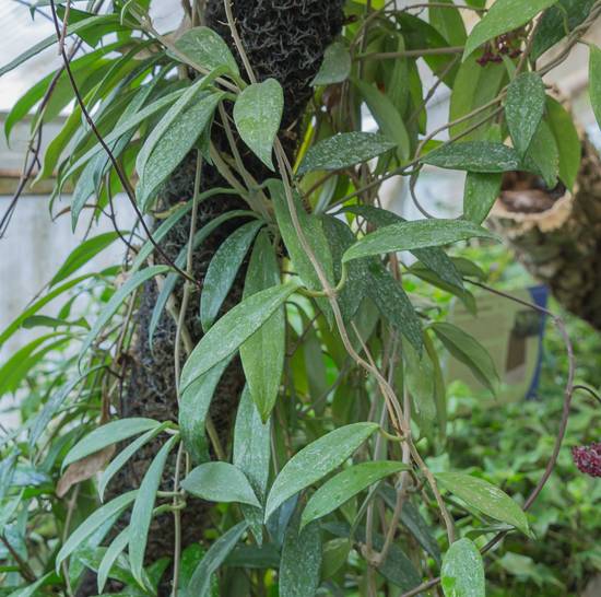 Hoya Pubicalyx