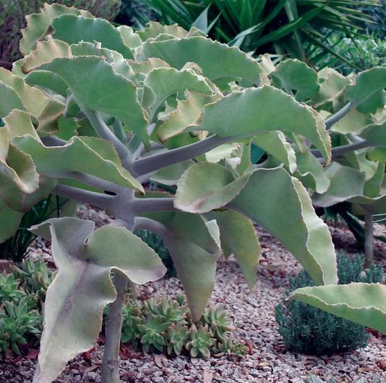 Kalanchoë Beharensis