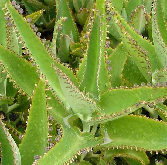 Kalanchoë Daigremontiana