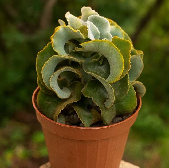 Kalanchoë Fang Monstruosa