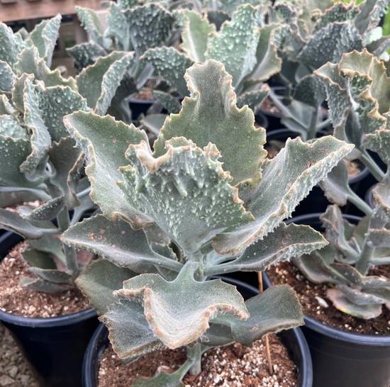 Kalanchoë Fang