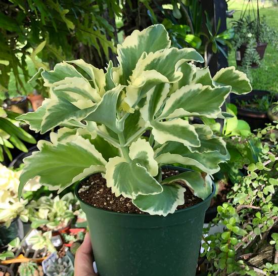 Kalanchoë Laciniata