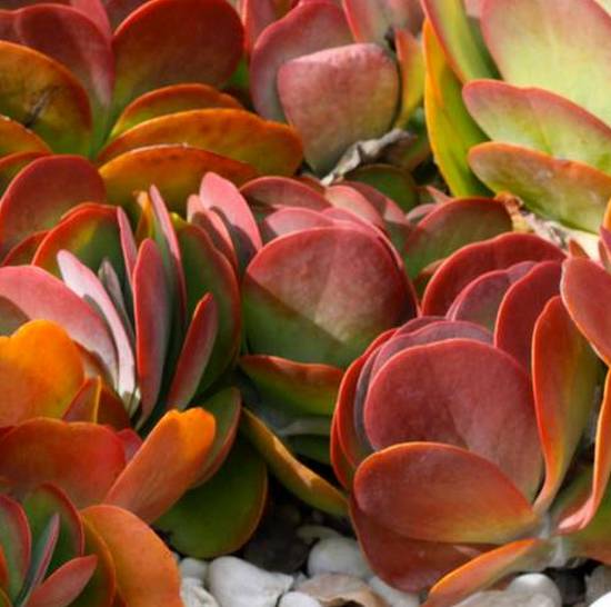 Kalanchoë Luciae
