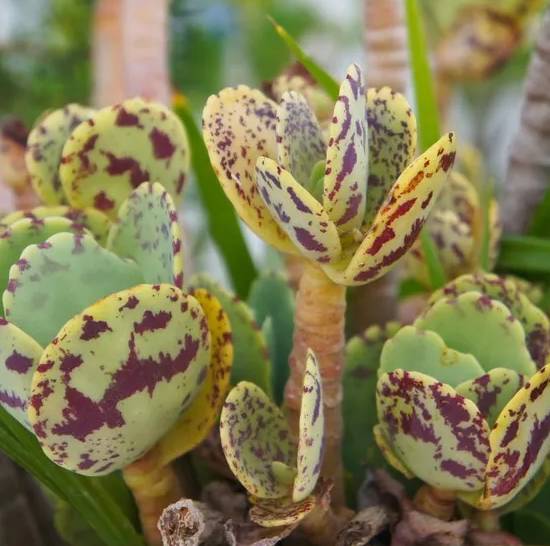 Kalanchoë Marmorata