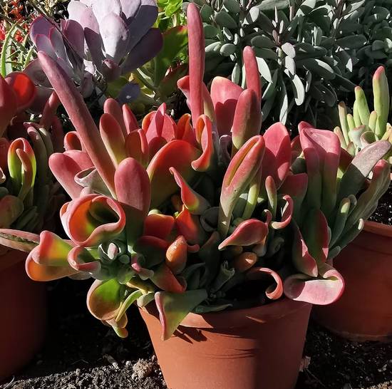 Kalanchoë Oricula