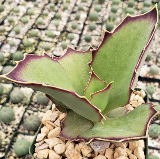 Kalanchoë Synsepala