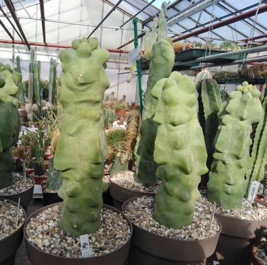 Lophocereus Schottii Monstruosus