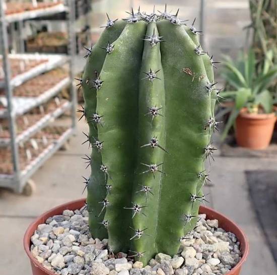 Lophocereus Schottii