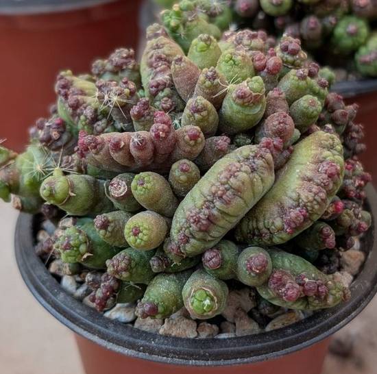 Mammillaria Bocasana Fred Cristata