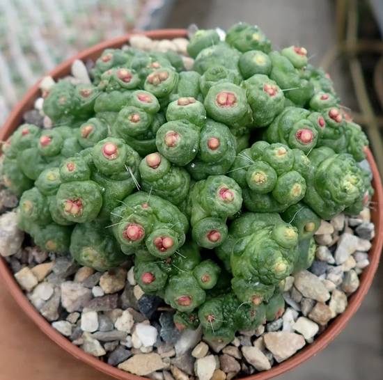 Mammillaria Bocasana Fred Monstruosa