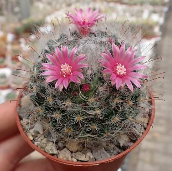 Mammillaria Bocasana