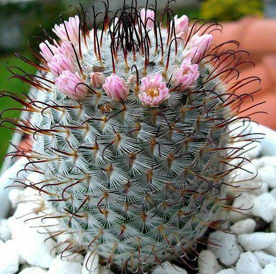 Mammillaria Bombycina