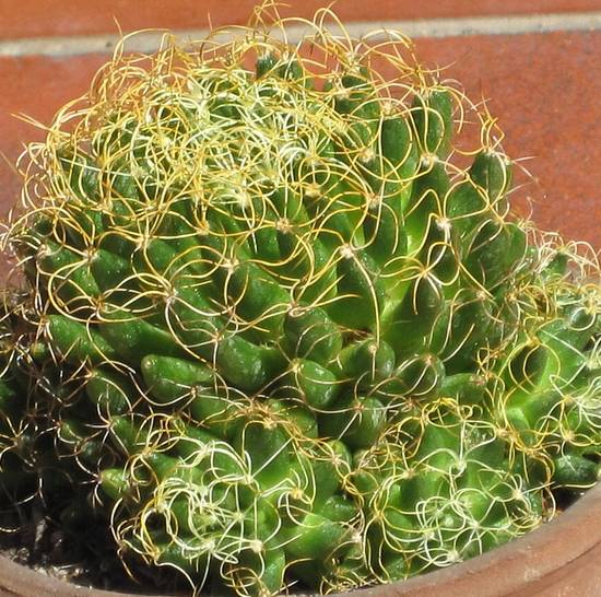 Mammillaria Camptotricha