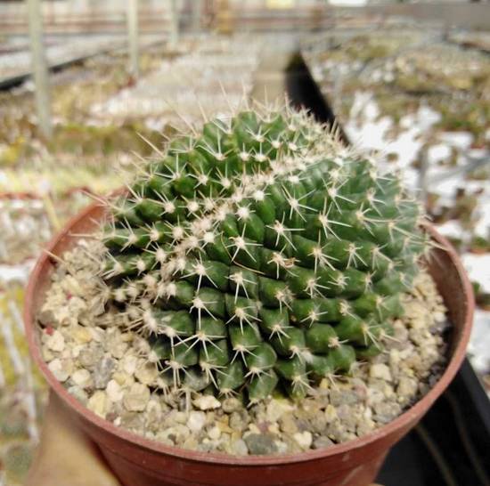 Mammillaria Compressa Cristata