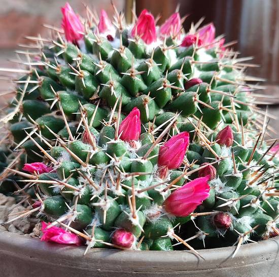 Mammillaria Compressa