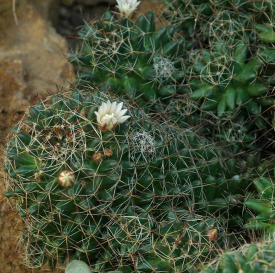 Mammillaria Decipiens