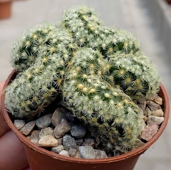 Mammillaria Elongata Cristata