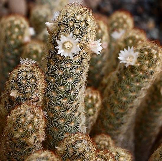 Mammillaria elongata
