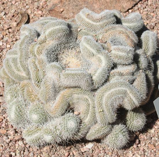 Mammillaria Geminispina Cristata