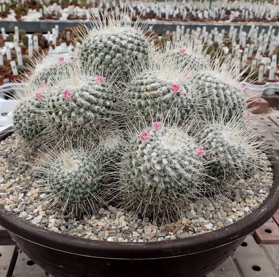 Mammillaria Geminispina