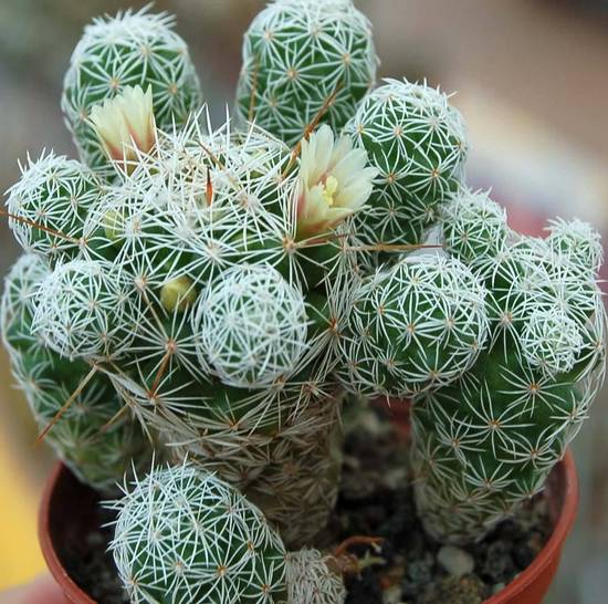 Mammillaria Gracilis