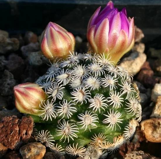 Mammillaria Hernandezii