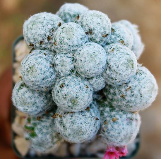 Mammillaria Humboldtii Caespitosa