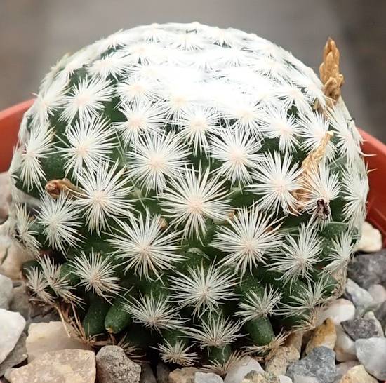 Mammillaria Humboldtii
