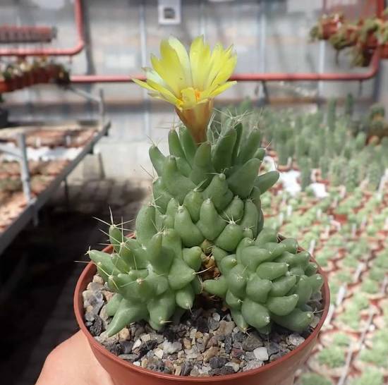 Mammillaria Longimamma Monstruoso