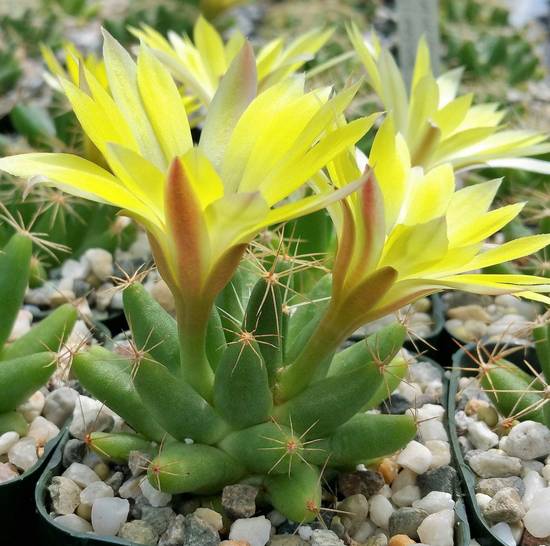 Mammillaria Longimamma