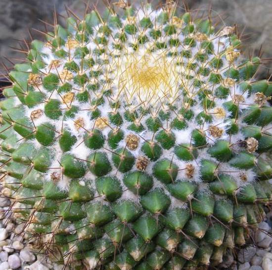 Mammillaria Marksiana
