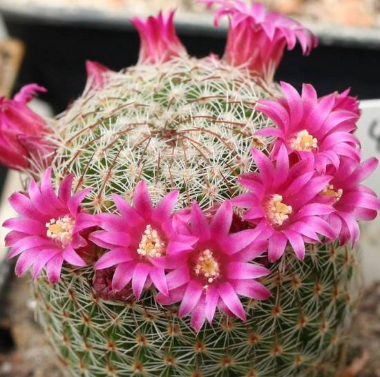 Mammillaria Matudae