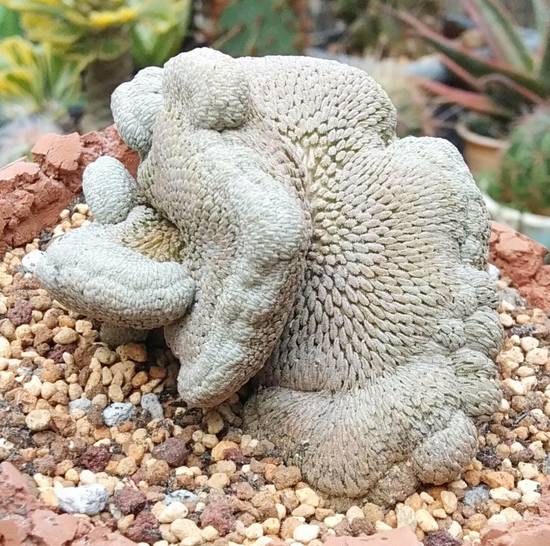 Mammillaria Pectinifera Cristata
