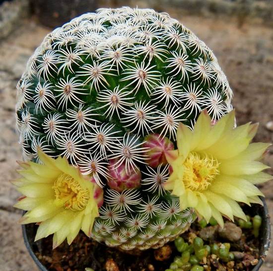 Mammillaria Pectinifera