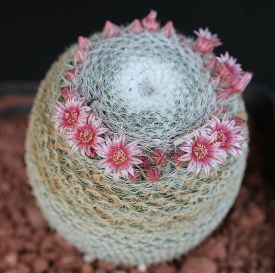 Mammillaria Perbella