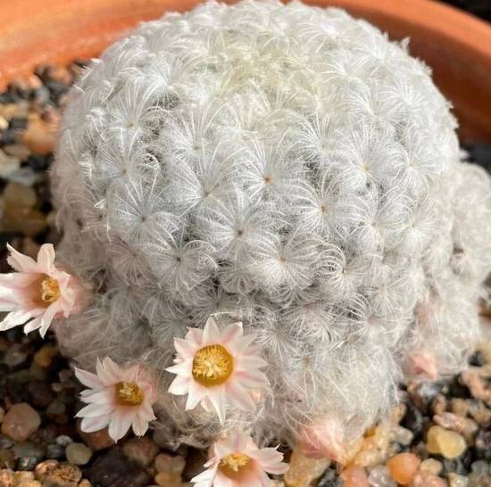 Mammillaria Plumosa