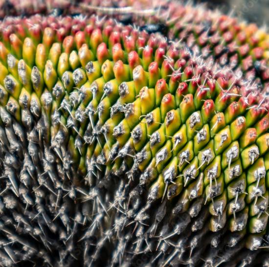 Mammillaria Polythele Cristata