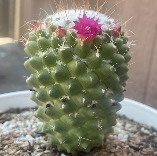 Mammillaria Polythèle